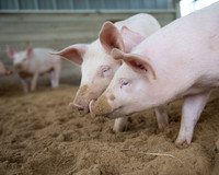 Farm Animals